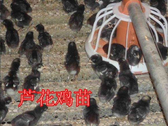  芦花鸡苗 脱温出壳苗 孵化厂直供 包运输 包打疫苗