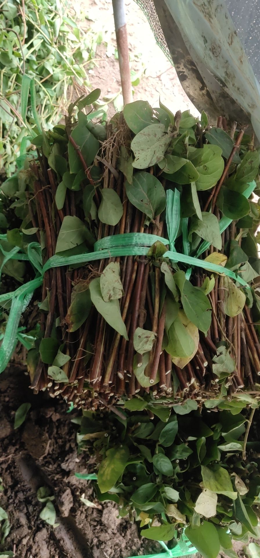 北花一号金银花苗  金银花苗，北花一号，四季，营养杯