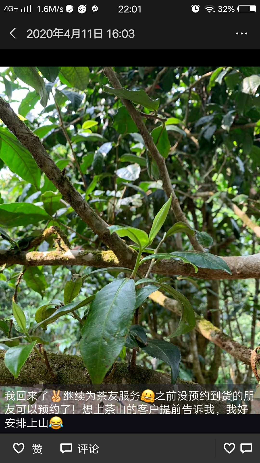 易武普洱茶 来自深山老林古树茶、花香扑鼻、口感甜润、让你喝出大山的气香味