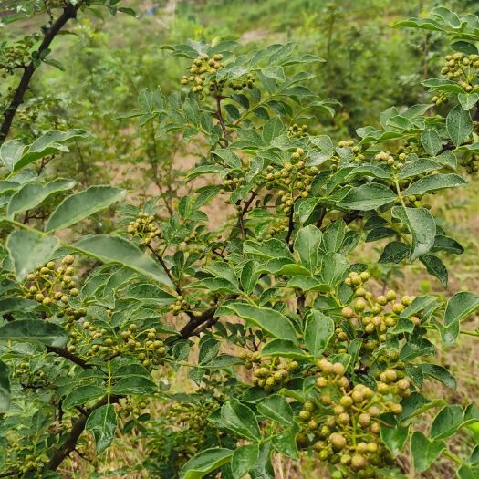 荆门大红袍花椒 二级 干花椒