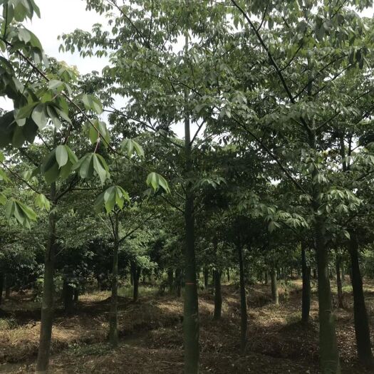南宁 大腹木棉15-26