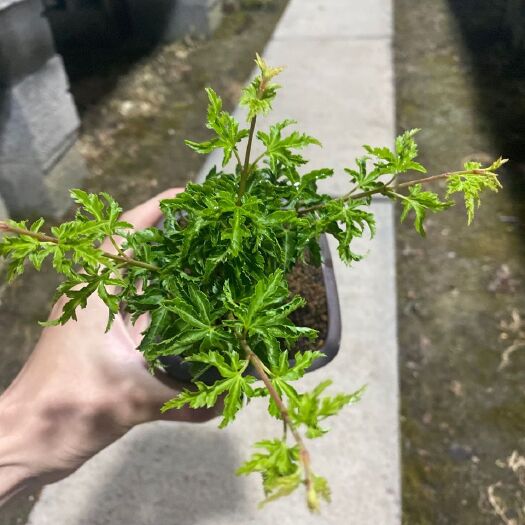 沭阳县美国红枫 红枫盆景狮子头盆景盆栽，盆栽植物