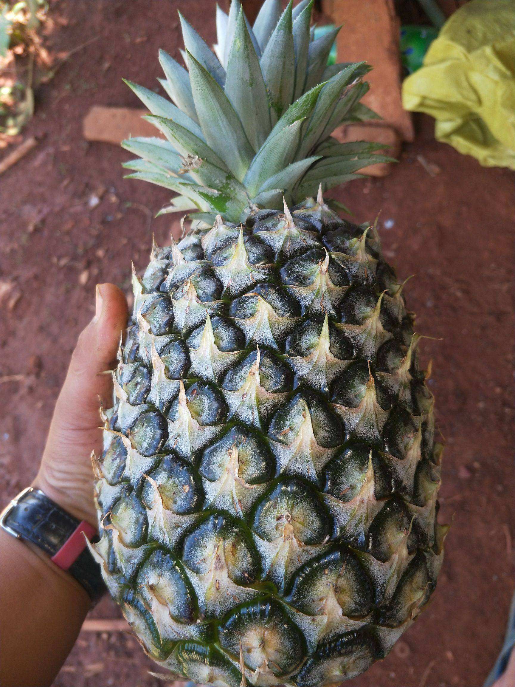 菠萝