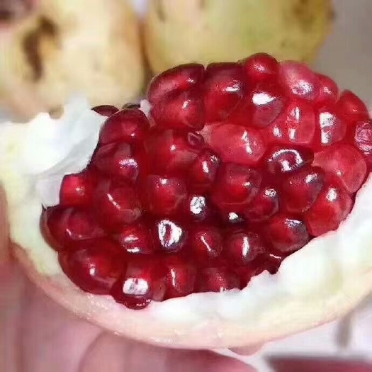西安 临潼软籽甜石榴