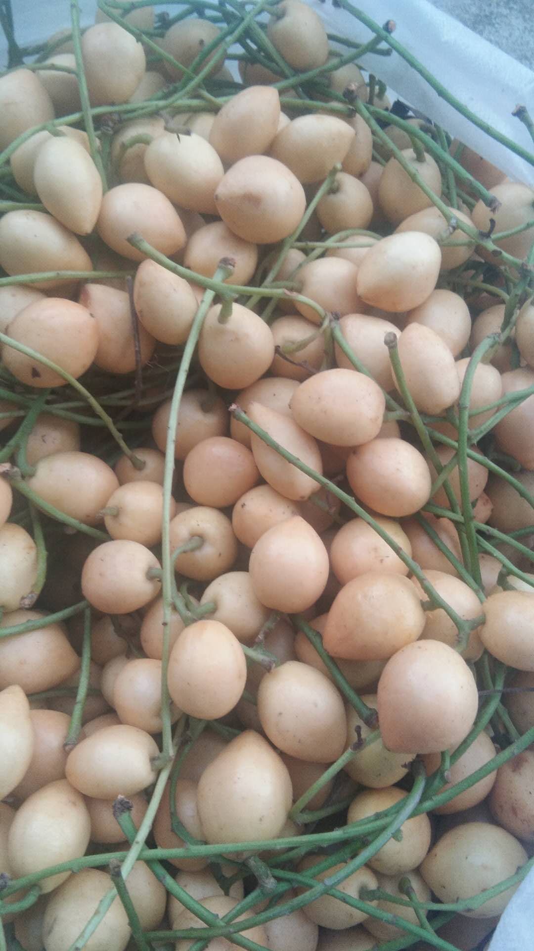 勐海县牛奶果 自家种的三丫果，酸甜适中，炎热的夏天来上一点解暑