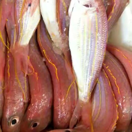 钦州冰鲜红杉鱼，封海期也正常供应，品质更新鲜，