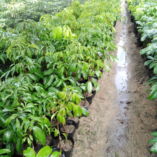普宁市荔枝王苗  桂味荔枝糯米滋荔枝营养杯苗一公分左右