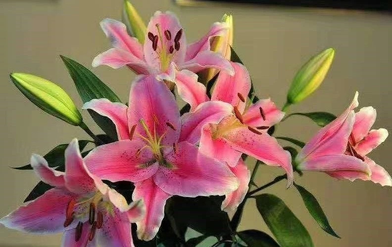 昆明百合花 粉色百合  酒店，家居，婚庆，插花装饰10支一束