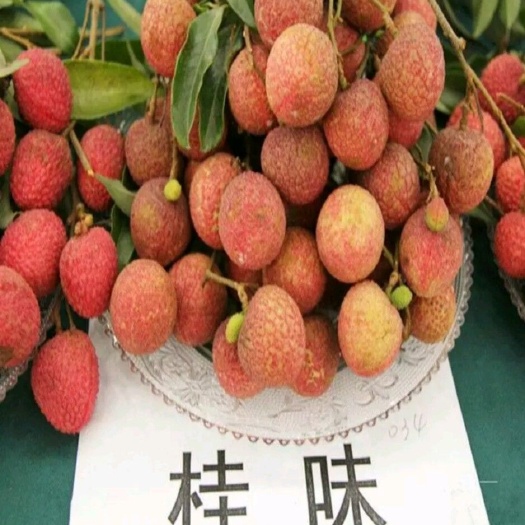 灵山县无核荔枝苗  无核荔枝   妃子笑荔枝  桂味荔枝  鸡嘴荔枝  荔枝王