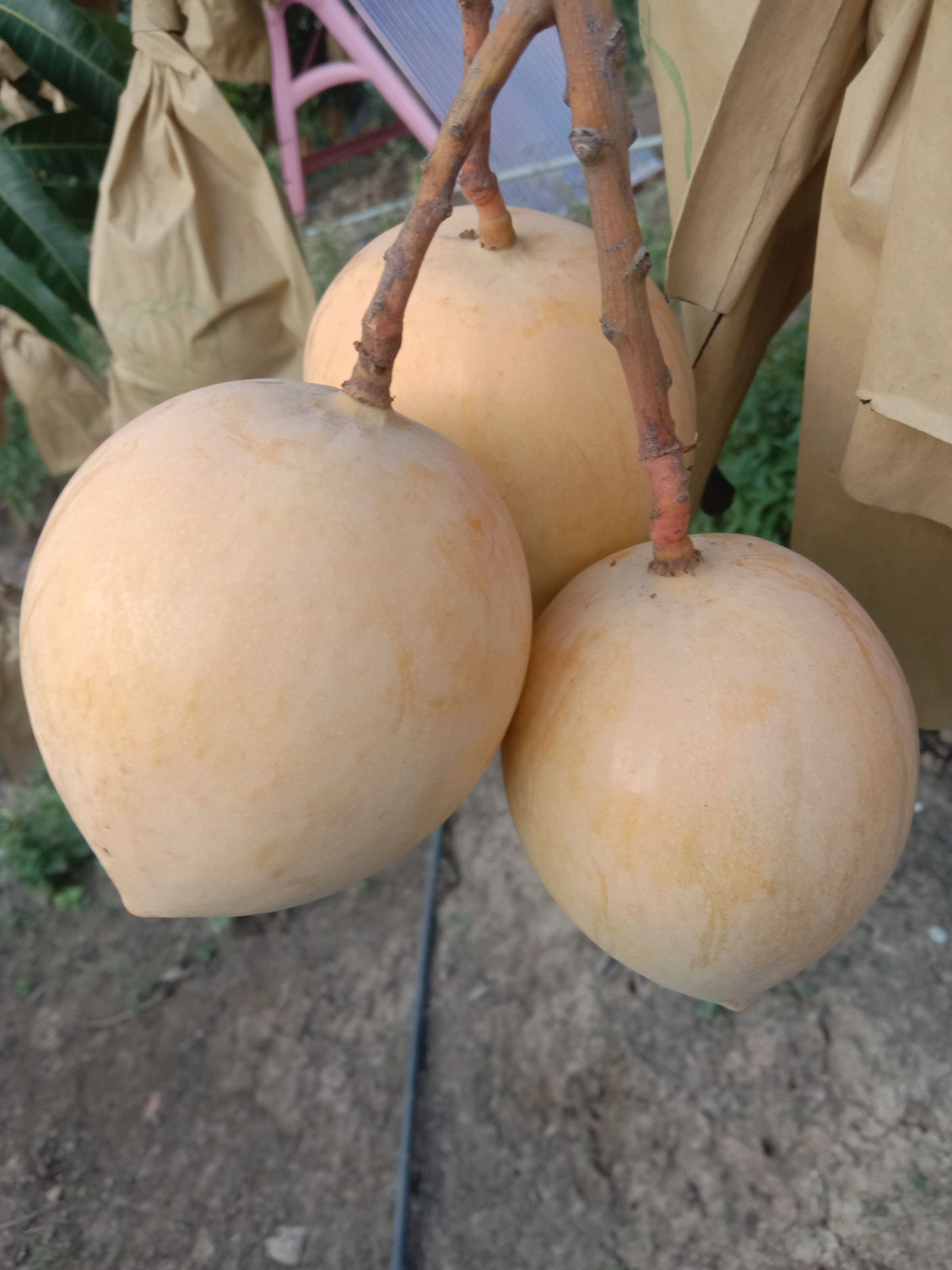 云南丽江华坪县热农芒果产地最新行情趋势 - 产地价格数据 - 惠农网