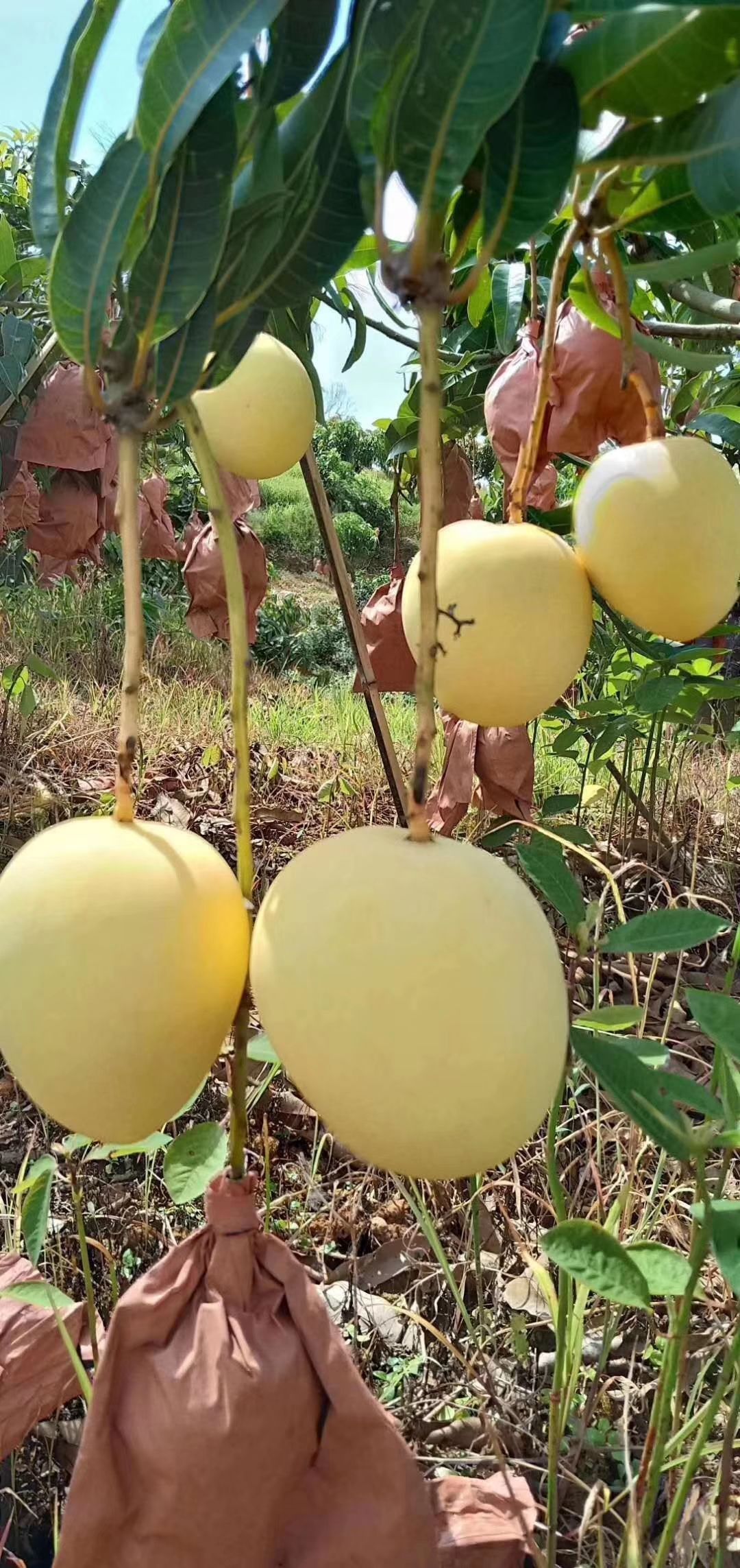 [热农芒果批发] 丽江华坪芒果(热农)个大颜色鲜美口感好价格68元/箱