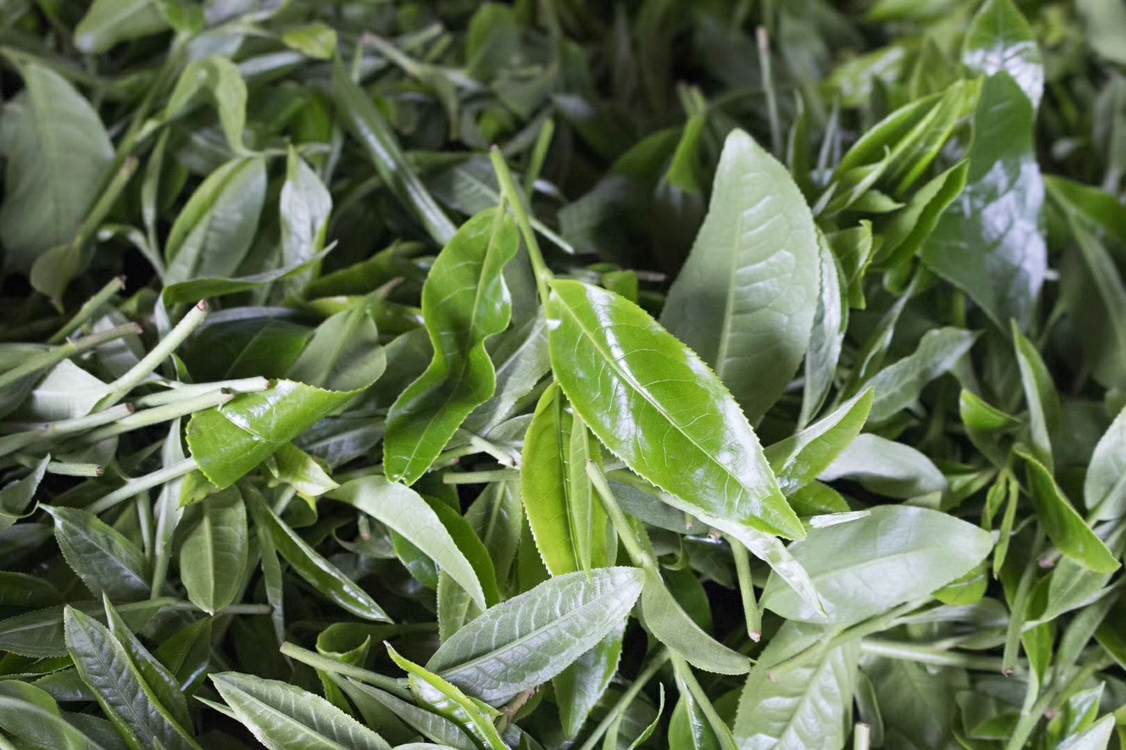 易武普洱茶 来自深山老林古树茶、花香扑鼻、口感甜润、让你喝出大山的气香味