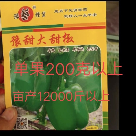 扶沟县甜椒种子  豫甜大甜椒辣椒种子~早熟甜椒耐低温抗病口感好
