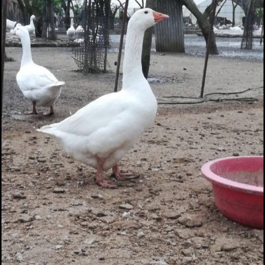 昆明白鹅苗  云南纯种正宗霍尔多巴吉鹅苗，可达15斤，靓苗，孵化