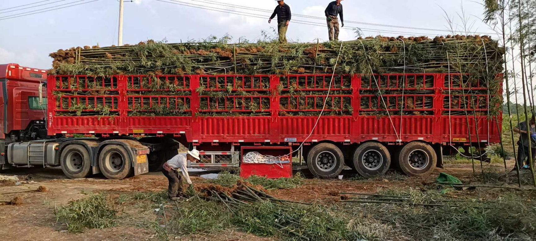 青皮竹苗 本公司常年经营、早园竹、青竹、紫竹、金镶玉等工程绿化。