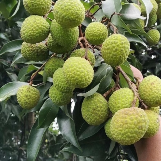  合江荔枝粤运金奖，带绿，妃子笑，大红炮，观音绿，先进奉，等