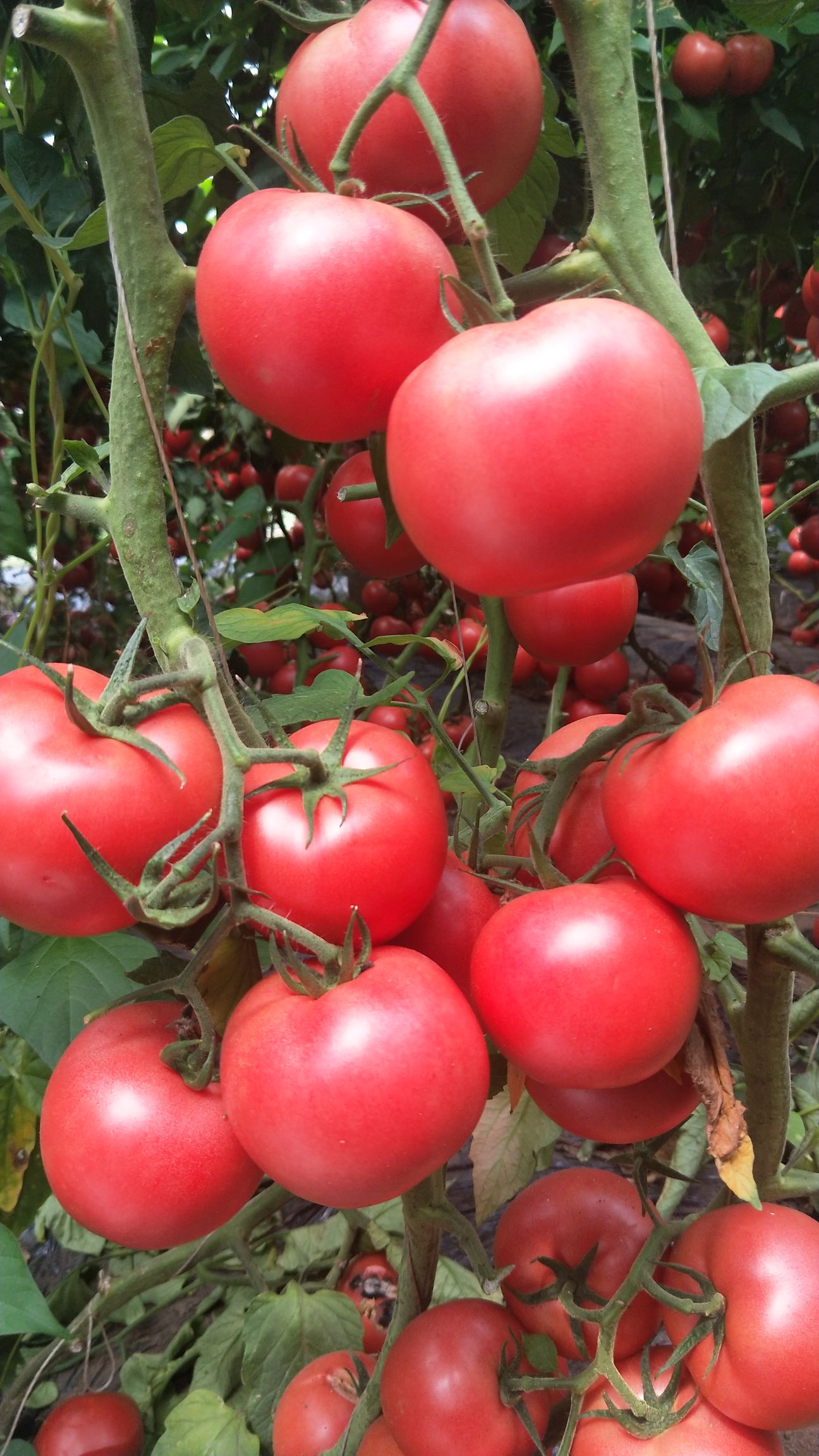 【精品】西红柿吉林硬粉西红柿东北西红柿一手货源质优