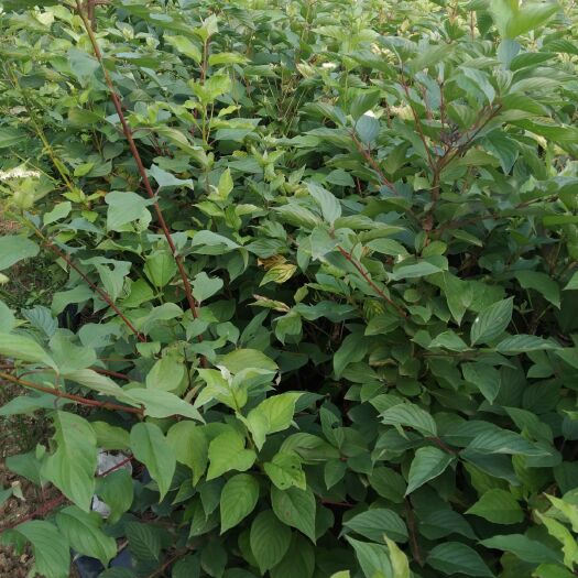沭阳县 丁香 丛生丁香多分支  花卉苗木 基地直发