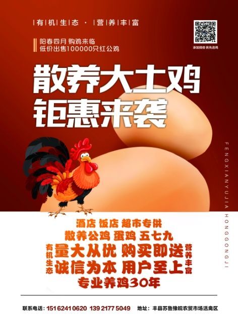 丰县土鸡  丰家于家红公鸡即1000000只散养公鸡、蛋鸡、五七九