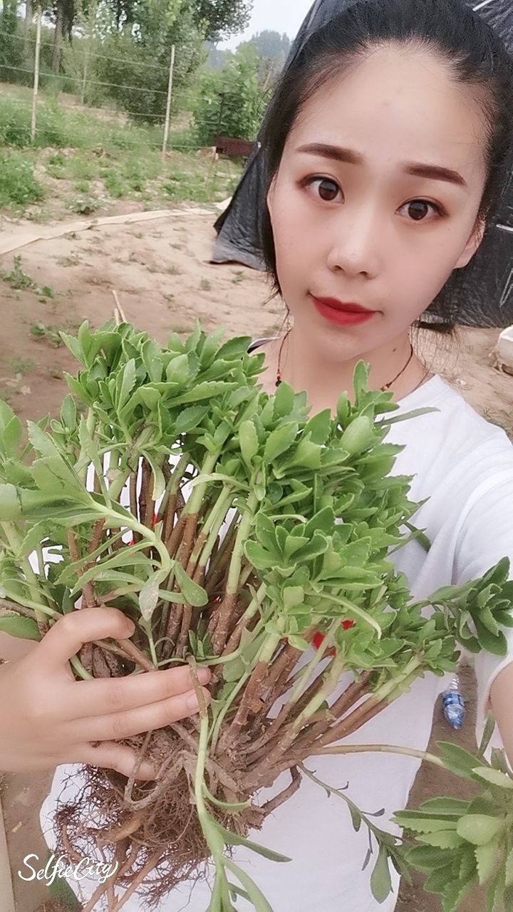 高钙菜种子  高钙菜，养心菜，费菜，救心菜，景天三七