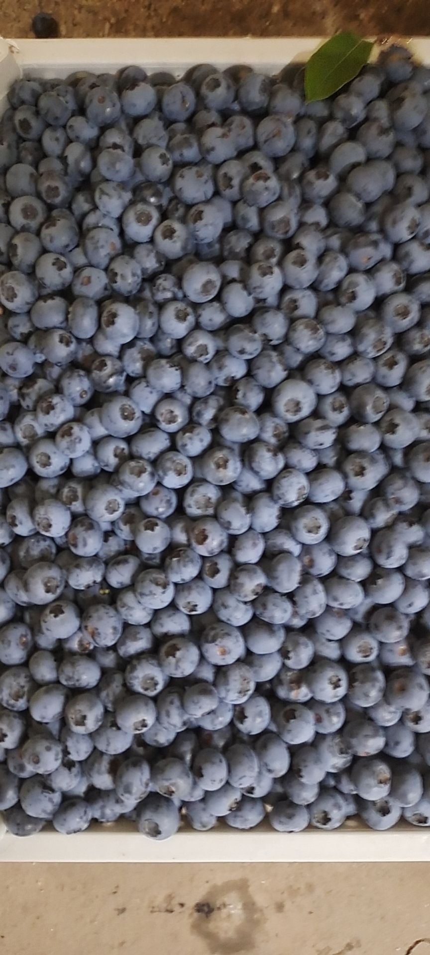  大量上市开园蓝莓