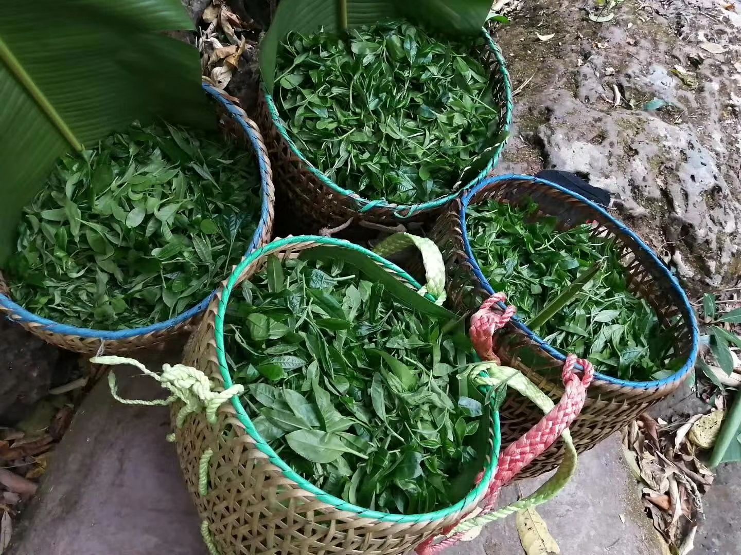 易武普洱茶 来自深山老林古树茶、花香扑鼻、口感甜润、让你喝出大山的气香味