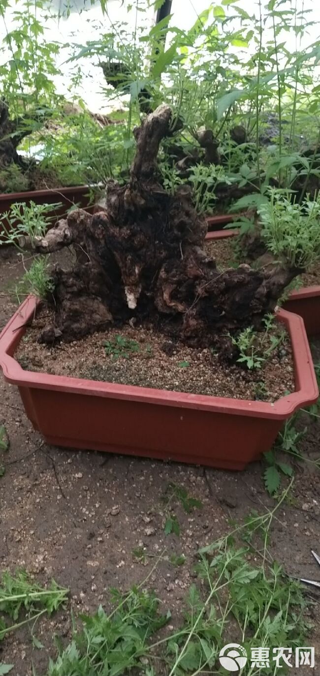 黄荆桩 各种规格的大货