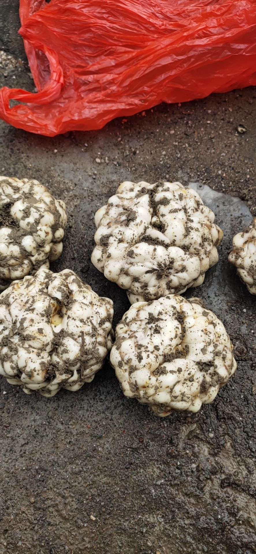 龙牙百合 龙芽百合