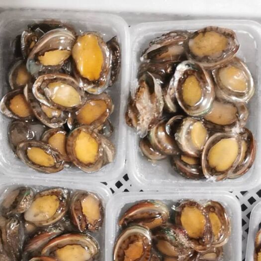 东山县鲍鱼(本年度现货5－6头)