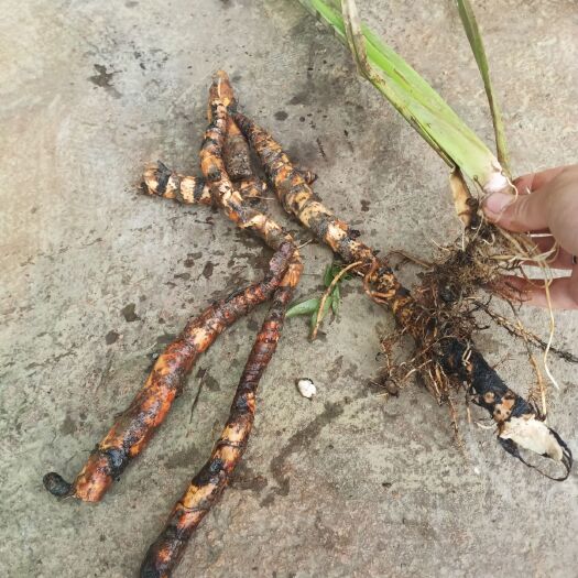 安顺 水菖蒲