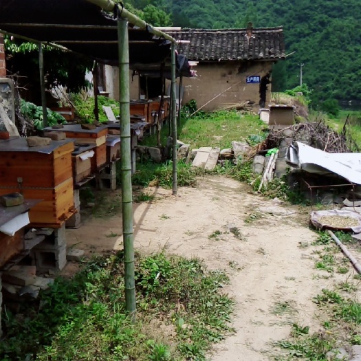 金寨县土贝 深山养殖纯正天然土蜂蜜自产自销环保，
