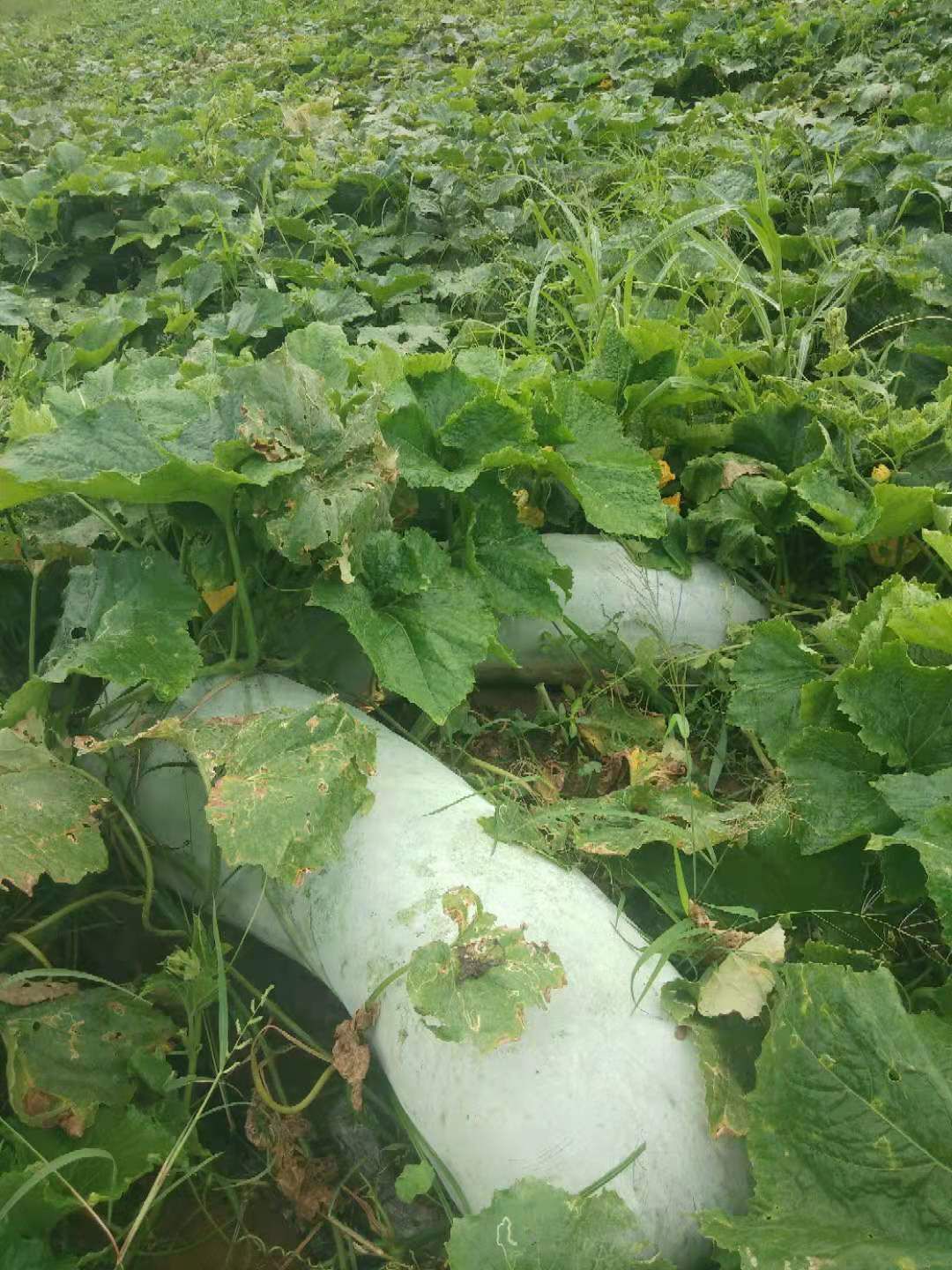 区南宁市马山县 产品类型 地冬瓜 单个重 40斤以上 品种名 白皮冬瓜
