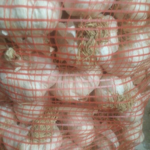 宁陵县紫皮大蒜 精品蒜头