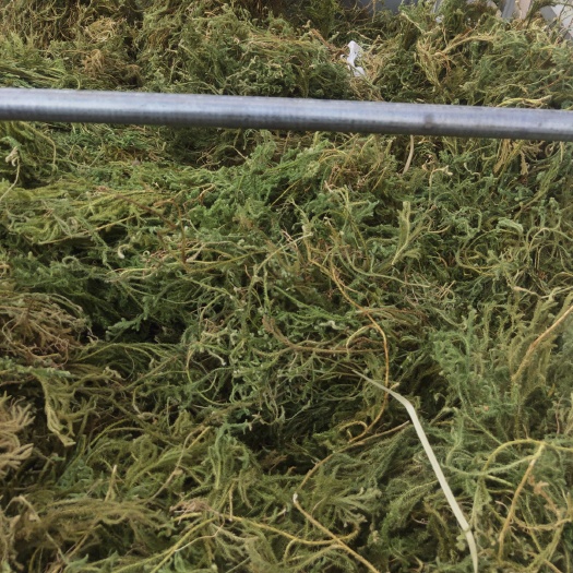 盘州市 伸筋草