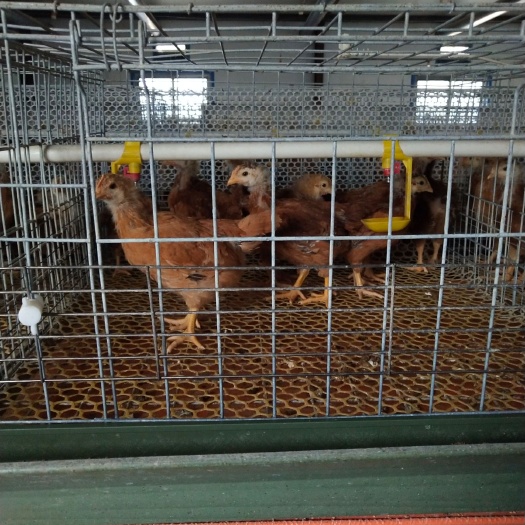 昔阳县脱温红羽380鸡苗 红玉鸡脱温鸡