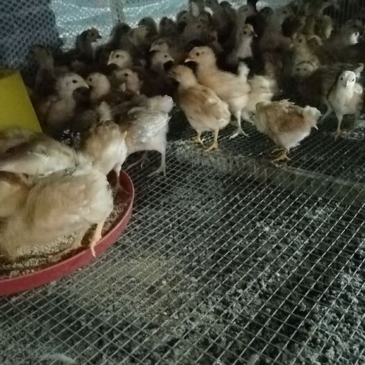 襄樊鸡苗，脱温土鸡苗，鸭苗，鹅苗