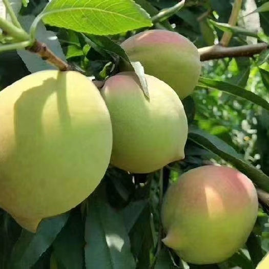 连平县鹰嘴蜜桃 河源连平鹰嘴桃