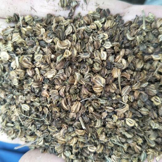 包头 羌活种子