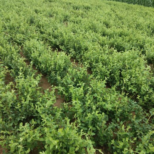 巨鹿县 四季金银花苗出售:抗病.抗虫.产量高.价格美观