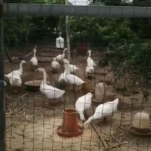 商水县 性价比超高的大鹅