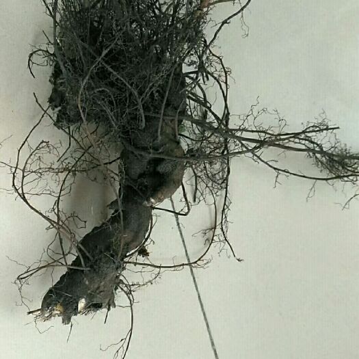 呼伦贝尔北升麻 精品一手货源，价格可谈