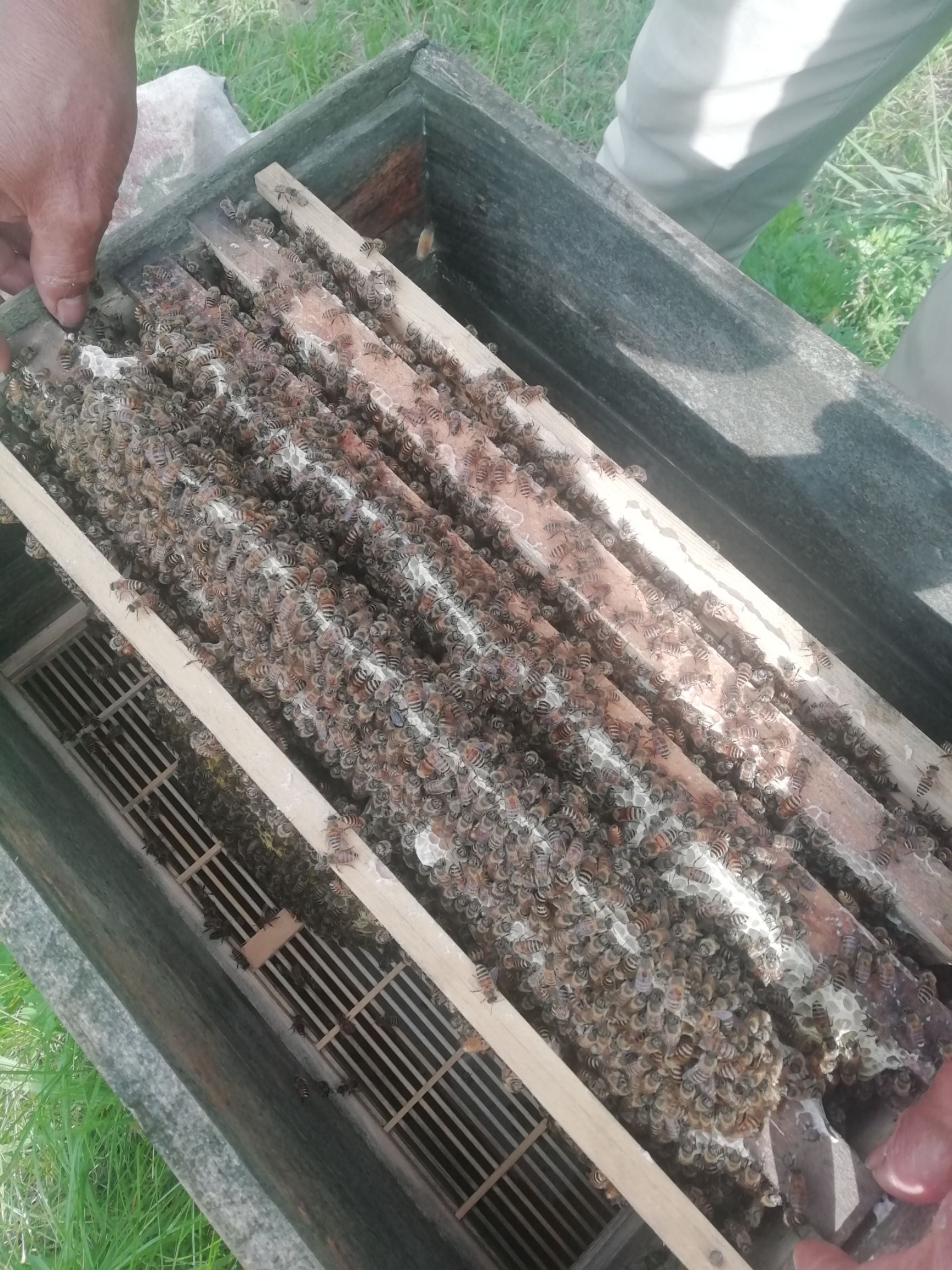 土蜂蜜 2年以上 41 本品不能代替药物