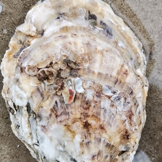 大连大连生蚝 海水 鲜活水产