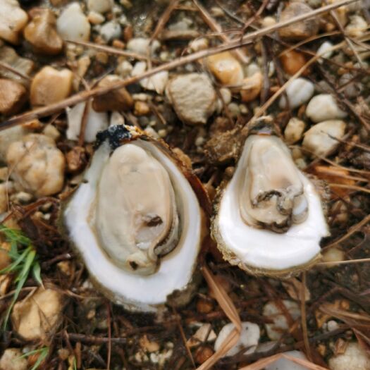 合浦县湛江牡蛎 肥虴