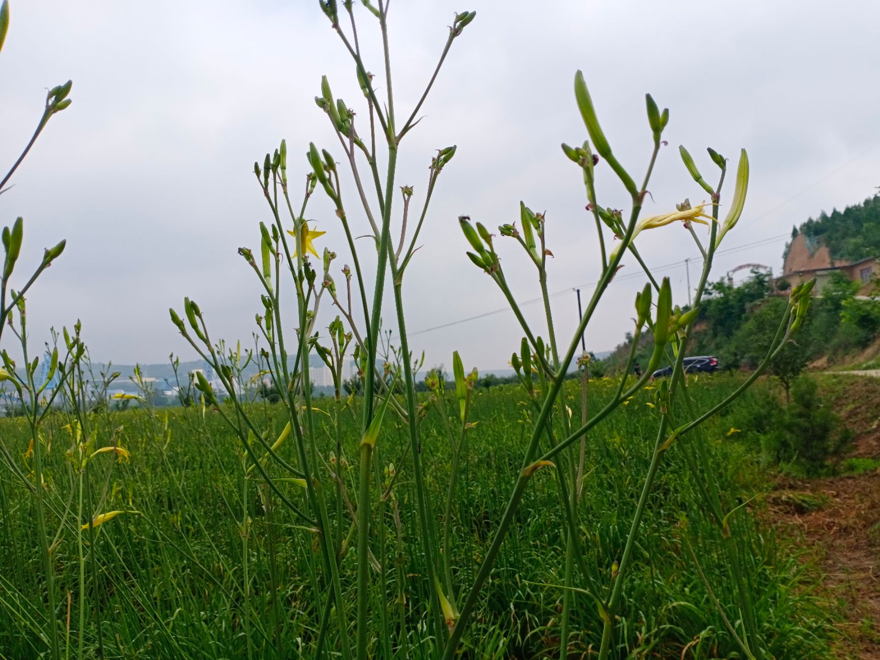  新鲜黄花菜，剂。欢迎各位朋友订购