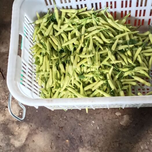 马关县白辣椒 翠皮小白米辣椒