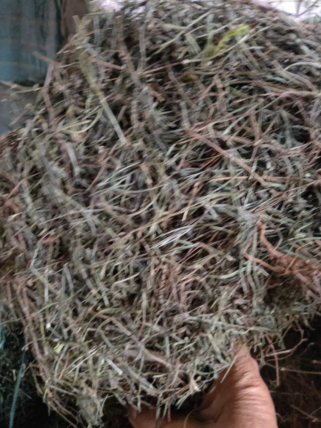 白花蛇舌草 低价处理一批打包好的白花舌草干货，好货，好货好货