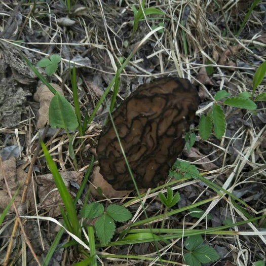  甘肃非种植羊肚菌