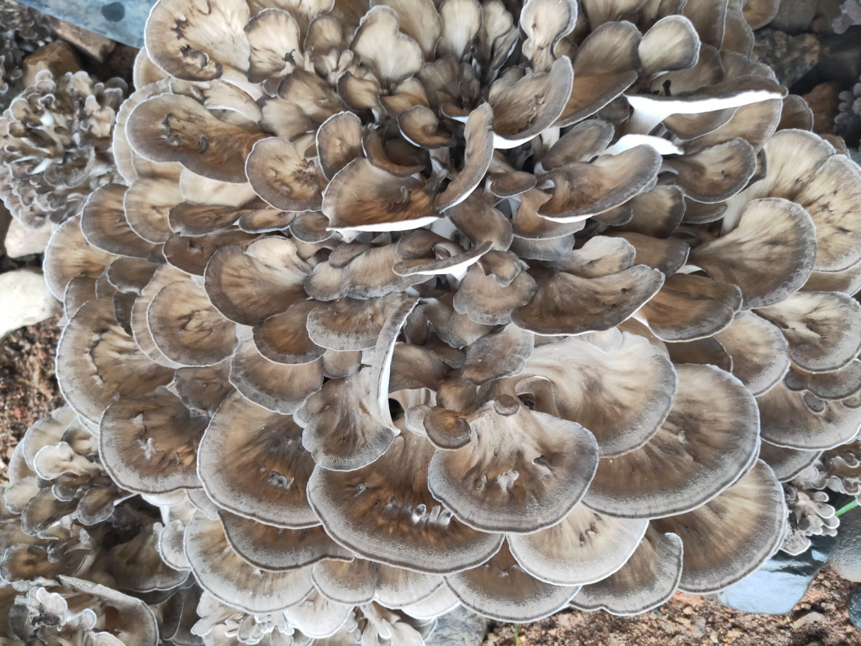 北京常见蘑菇图片