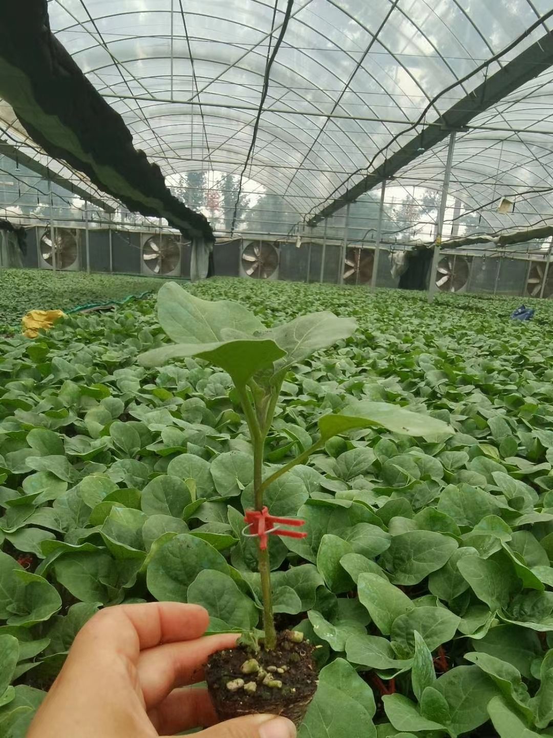 茄子苗  黑宝黑客圆茄自根嫁接苗耐运输紫黑油亮品种